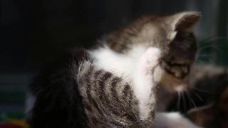 Английский деревенский сад кошки видео бесплатная музыка аудио библиотека 