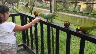 Аншика куалалумпур птичий парк малайзия