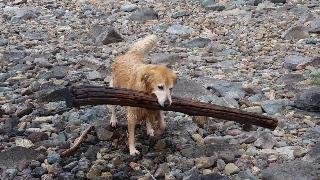 Храбрая собака извлекающая огромную ветку дерева из озера кутеней с разбивающимися волнами