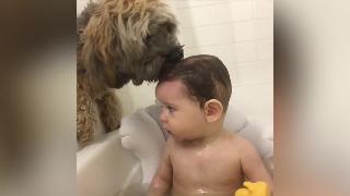 Собака дает ребенку ванну