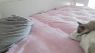 Сиамские котята играют на кровати разиграни сиамского котенка