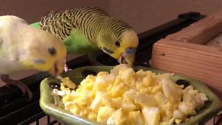 Волнистые попугайчики едят яйца