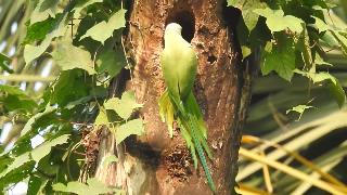 Роза кольчатый попугай и его дыра в дереве в индийском ботаническом саду