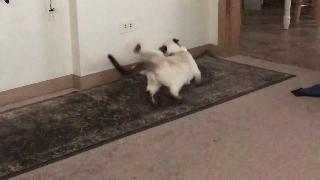 Сиамские кошки играют в бой