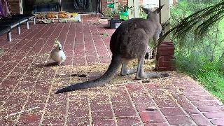 Жадный какаду прогоняет кенгуру на угощение