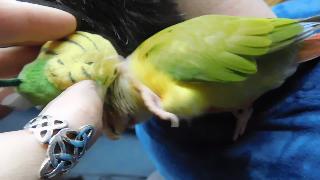 Мауи любит мой маленький плюшевый волнистый попугайчик