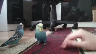Злой попугай