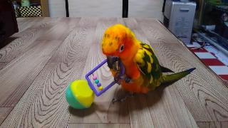 Коганский мексиканский попугай играет с игрушками