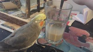 Птица пытается чай латте
