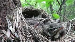 Крупные птенцы дрозда в гнезде
