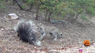 Леопард принимает и борется с дикобразом