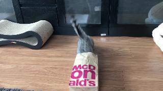 Котенка хотят положить в бумажный пакет скоттиш фолд скоттиш фолд котенок играет с бумажным пакетом