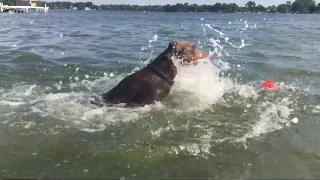 Забавный доберман плавающий на озере мичиган