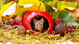 Георгийская мышь в бревенчатом доме
