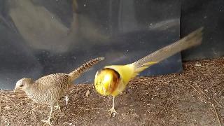 Желтый золотой фазан мужского пола показывающий курицу