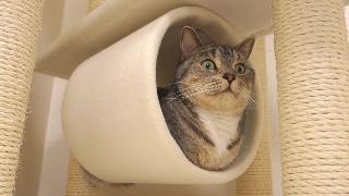 Недавний фаворит кошки труба башни кошки кот который удобно сидит кошка