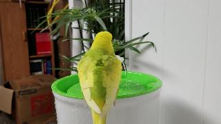 Жемчужина принимающая птичью ванну