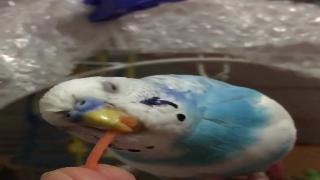 Волнистый попугайчик из попугайчика ест хрустящую морковь