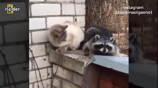 Енот и кошачья дружба смешное видео