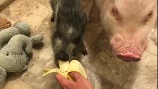 Пара маленьких поросят на вкусном банане