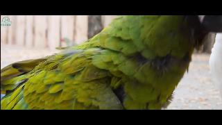 Попугаи какаду познань май года попугаи попугаи попугаи вольер семейные достопримечательности
