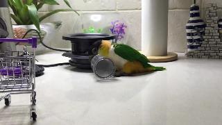 Говорящий попугай каик мартин на кухне