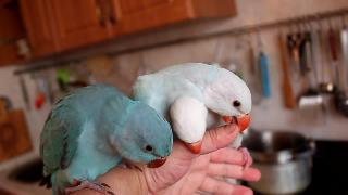 Ожереловый попугай голубой ручные птенцы выкормыши