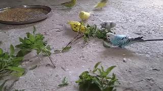 Птицы бодри лучшая еда для волнистых попугайчиков котулпур