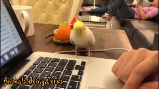 Клавиатура для кражи попугая животные рывки коротышка