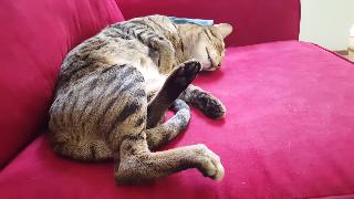 Спящая кошка саванны в жаркий день