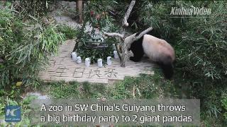 С днем рожденья гигантские панды празднуют день рождения на югозападе китая