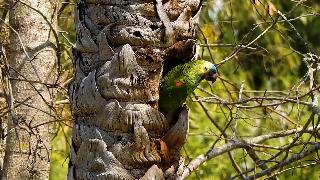 Настоящий попугай гнездящийся в сундуке макауба бирюзовый попугай