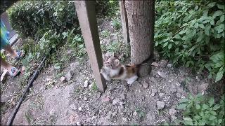 Маленький котенок учится лазить по дереву
