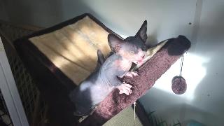 Котята в солнечном свете