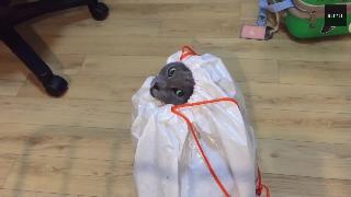 Русские голубые тюлени укладываются в полиэтиленовые пакеты не нужно игрушечных туннелей