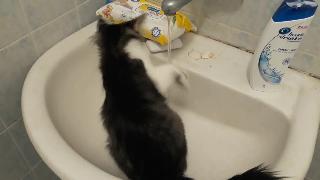 Мой кот пьет воду