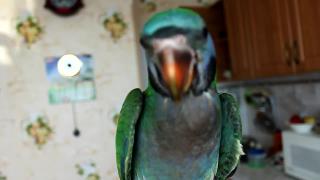 Китайский кольчатый попугай птенец выкормыш 