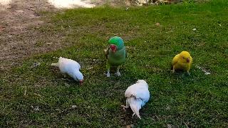 Индийские белые рингнек попугаи борющиеся с
