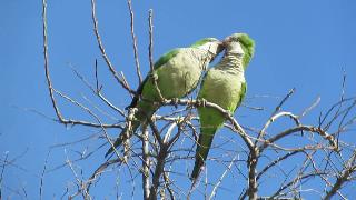 Попугаимонахи на дереве в вальпараисо чили