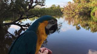 Ра голубой и золотой попугай ара в восторге от реки мякка в заповеднике джелкс сарасота каунти штат флорида