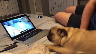 Реакция мопса на сво асмр видео собака пробует бакс зум