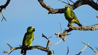 Звуки пара голубоглазых попугаев попугай