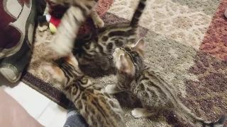 Видео октябрьского котенка