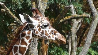 Жираф жирафа камелопардалис