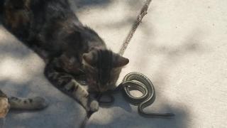 Мои кошки играют со змеей