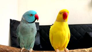 Пратенде попугаи индийский мутация часть
