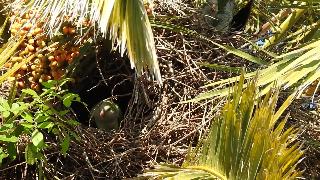 Дикие попугаи флориды работающие над гнездом ветки