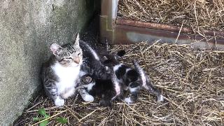 Детские кошки и их мама