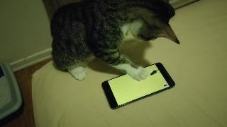 Кошка ловит виртуальных мышей