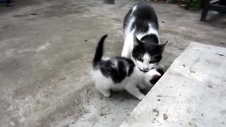 Веселые питомцы симпатичные кошки и котята играют часть канал